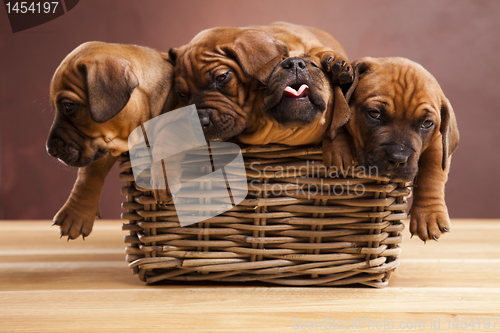 Image of Puppies, wicker basket 