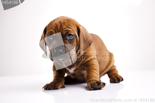 Image of Dog 