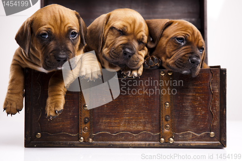 Image of Baby dogs