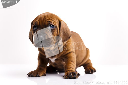 Image of Dog 