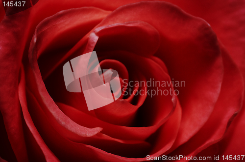 Image of Rose