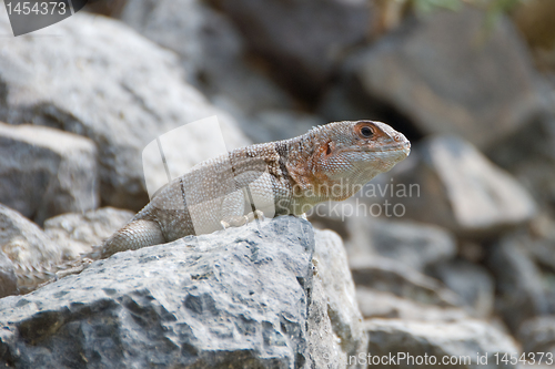 Image of Iguana on a stone