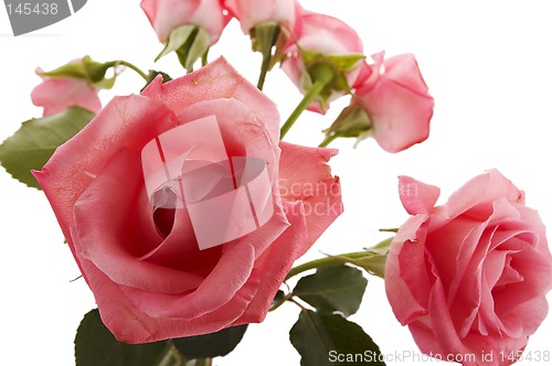 Image of roses