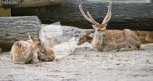 Image of Axis deers