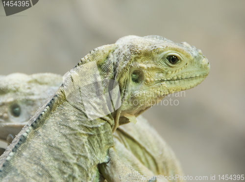 Image of Iguana