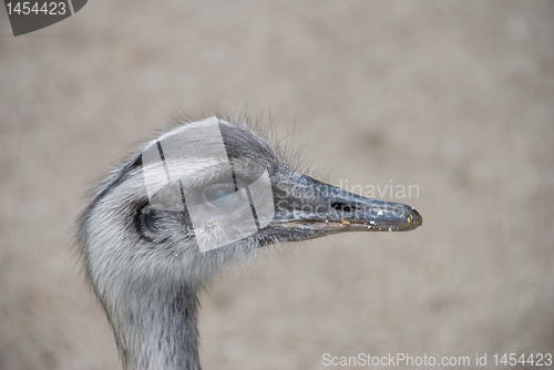 Image of A portrait of Common rhea - vienna zoo