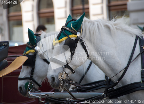 Image of White horses