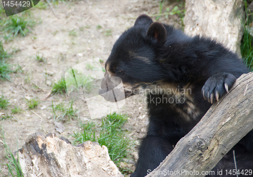 Image of Spectacled Bear