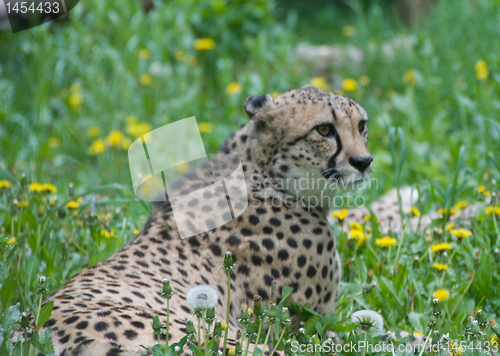 Image of Resting cheetah