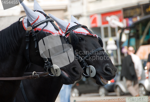 Image of A pair of black horses