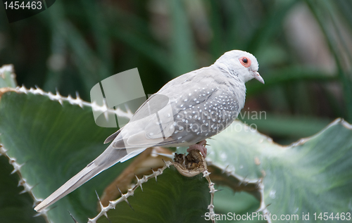 Image of Desert dove