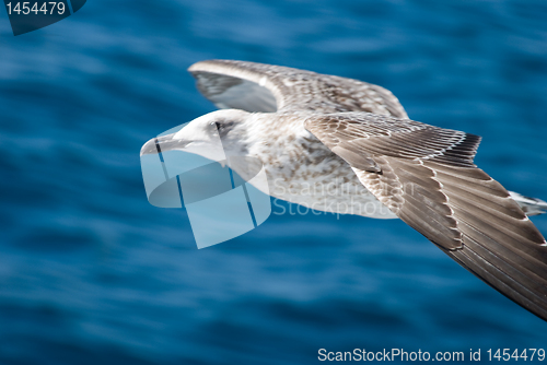 Image of A seagull attack