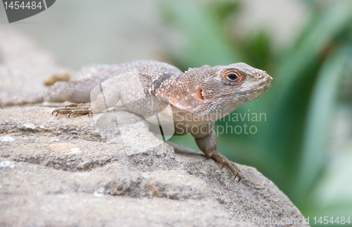 Image of Little desert lizard