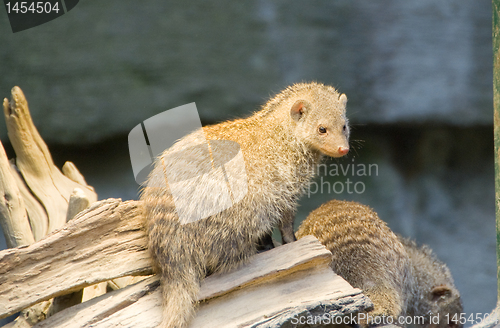 Image of Meerkat - Suricata suricatta