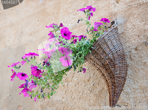 Image of Velvet flower