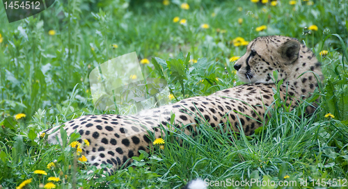 Image of Resting cheetah - vienna zoo