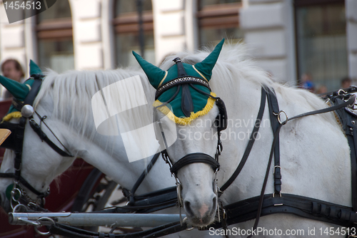 Image of Portret of white horse