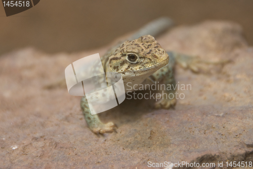 Image of curious iguana