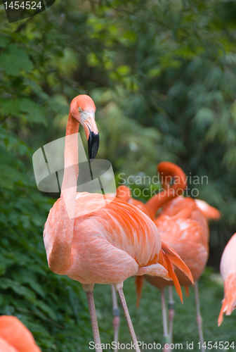 Image of Pink flamingo