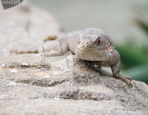Image of Little desert lizard in Vienna Zoo