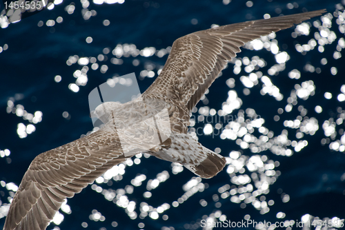 Image of Gray seagull in flight