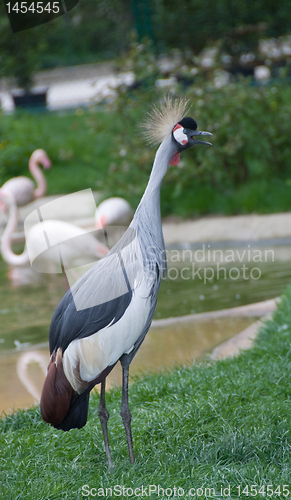 Image of Grey Crowned-Crane vienna zoo