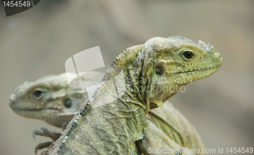 Image of Two young iguanas