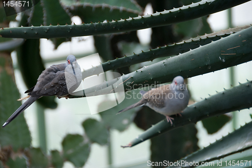 Image of A pair of Desert doves