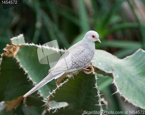 Image of Desert dove in Vienna Zoo