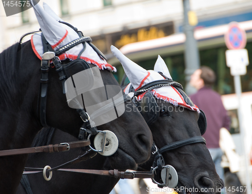 Image of A pair of black horses 2