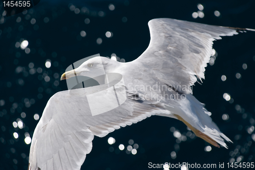 Image of A seagull