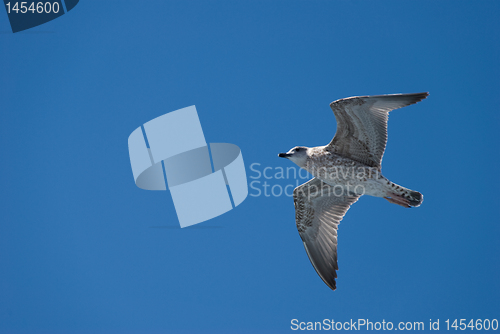 Image of A seagull in the sky