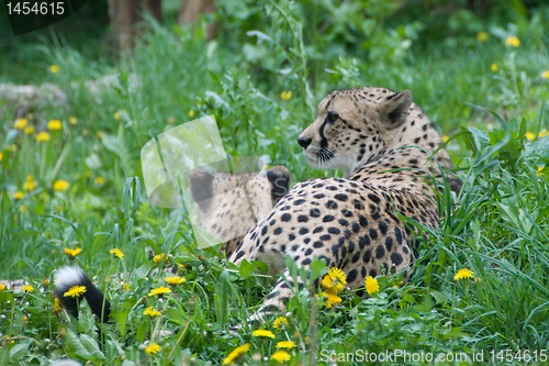 Image of A pair of cheetahs