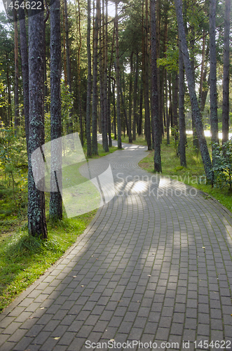 Image of Devious paved path tiles in pine forest.