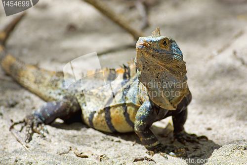 Image of Black spiny-tailed Iguana