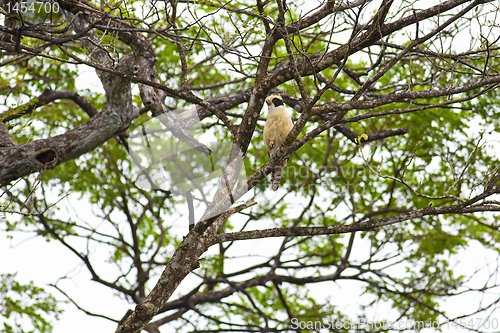 Image of A laughing falcon