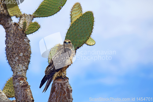 Image of Galapagos Hawk on Santa Fe