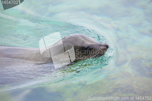 Image of Sea lion swimming
