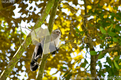 Image of White faced Capuchin