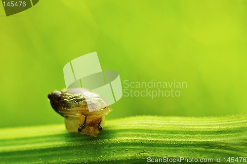 Image of Snail