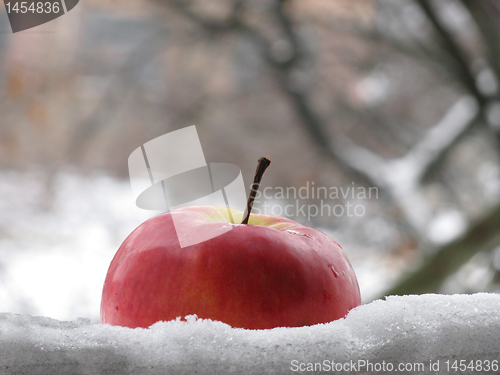 Image of apple in a snow 