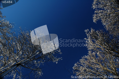 Image of Frozen trees