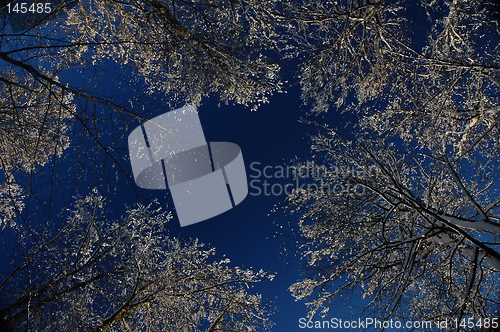 Image of Frozen trees