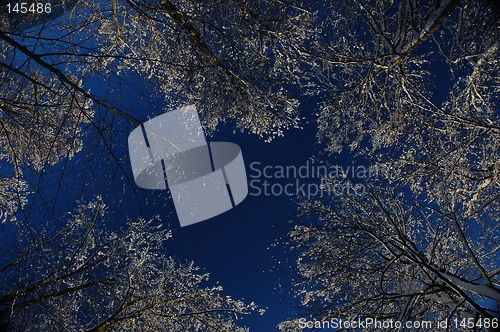 Image of Frozen trees