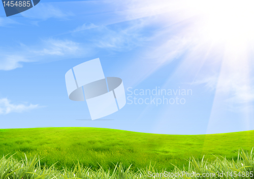 Image of Green grass