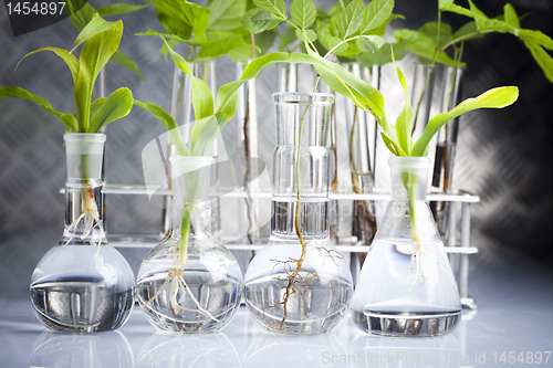 Image of Ecology laboratory experiment in plants