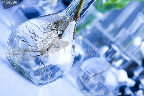 Image of Ecology laboratory experiment in plants