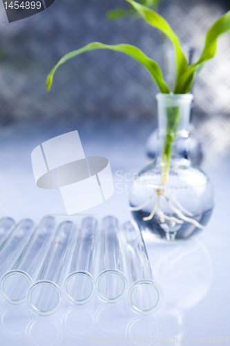 Image of Ecology laboratory experiment in plants