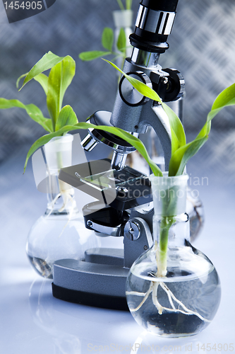 Image of Experimenting with flora in laboratory 