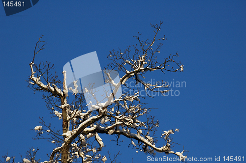 Image of Frozen tree